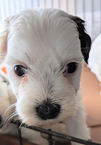 ありがとうございました! 犬の販売 1059