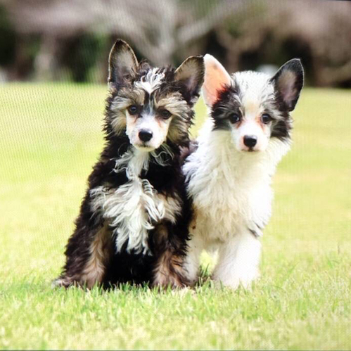 チャイニーズ・クレステッド 犬の販売・譲渡 1087 男の子 値下げしました!