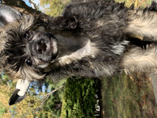 チャイニーズ・クレステッド 犬の販売・譲渡 1091 ヘアレスとパフの男の子
