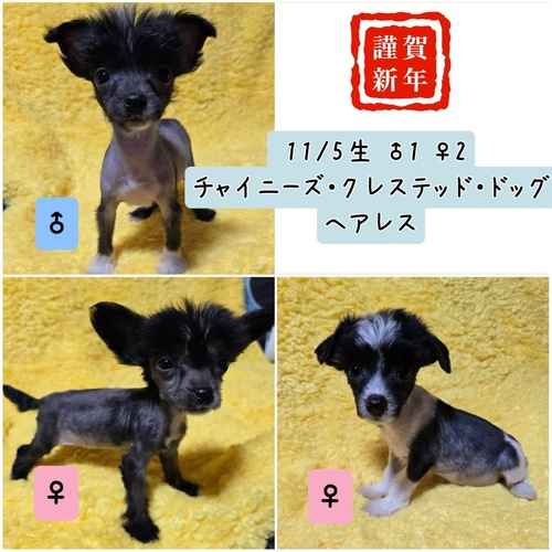チャイニーズ・クレステッド 犬の販売・譲渡 1096 元気いっぱい ヘアレス君