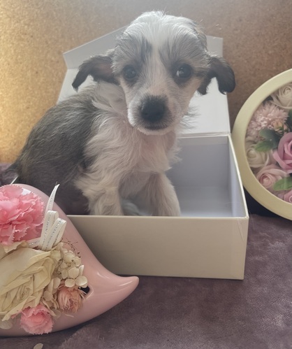 ヘアレスの愛らしい男の子 犬の販売 1097