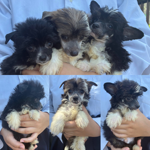 チャイニーズ・クレステッド 犬の販売・譲渡 1100 パウダーパフの兄妹