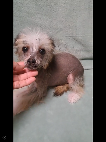 チャイニーズ・クレステッド  犬の販売・譲渡 1101 ヘアレスの男の子