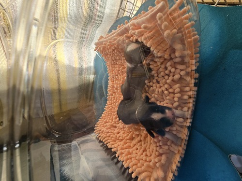 チャイニーズ・クレステッド 犬の販売・譲渡 1103 待望のヘアレス産まれました