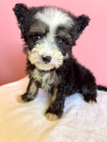 �`���C�j�[�Y�E�N���X�e�b�h  ���̔̔��E���n 1105 �p�E�_�[�p�t�@���̎q