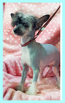 良血統男の子☆ヘアレスタイプ 犬の販売 990