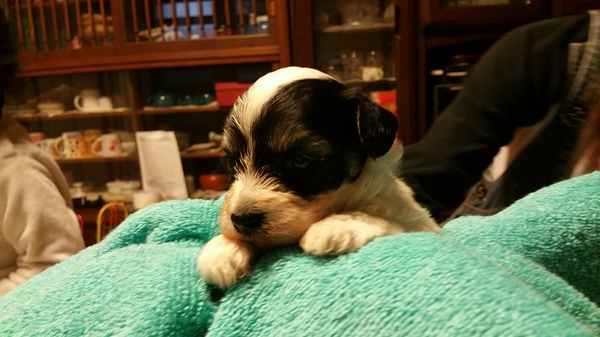 チャイニーズのパフの兄妹 犬の販売 996