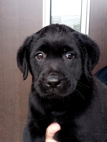 可愛いお顔の黒ラブ君 No 6848 ラブラドール レトリーバー 子犬販売 犬の出産情報 Dogoo Com