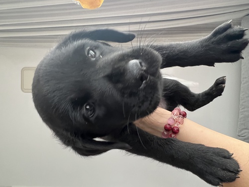 ブラックの女の子 犬の販売 6871
