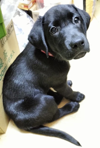 ラブラドール・レトリーバー 犬の販売・譲渡 6872 優良血統の子が多数いてお迎えを待っています