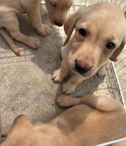 可愛いイエローのビッグベビー 犬の販売 6873