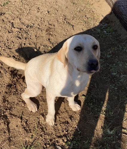 ラブラドール・レトリーバー 犬の販売・譲渡 6881 ありがとうございました