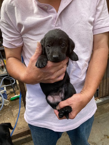 ラブラドール・レトリーバー 犬の販売・譲渡 6884 とっても可愛く元気で健康な赤ちゃんが生まれました!