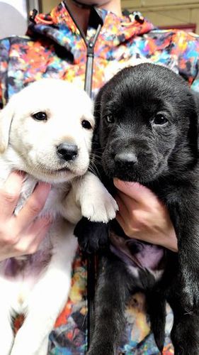 ラブラドール・レトリーバー 犬の販売・譲渡 6894 イエロー男の子