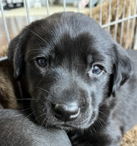 ラブラドール・レトリーバー 犬の販売・譲渡 6895 黒ラブの子犬達