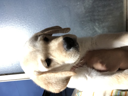 ラブラドール・レトリーバー 犬の販売・譲渡 6898 可愛いお顔のイエローラブちゃんです。