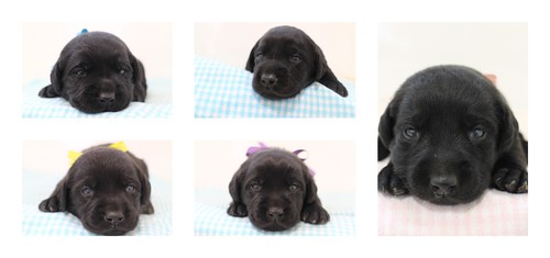 ラブラドール・レトリーバー 犬の販売・譲渡 6899 黒ラブ 男の子と女の子