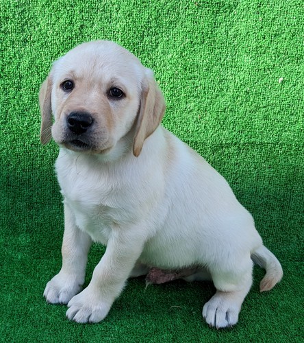 ラブラドール・レトリーバー 犬の販売・譲渡 6901 当日お引渡し可能。