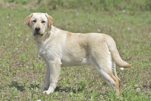 ラブラドール・レトリーバー 犬の販売・譲渡 6904 チャンピオンクオリティ1歳の男の子