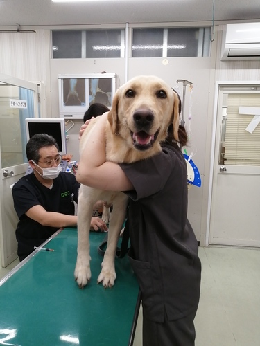 ラブラドール・レトリーバー 犬の販売・譲渡 6905 セラピードッグ優秀血統 イケワン・賢い・性格抜群!