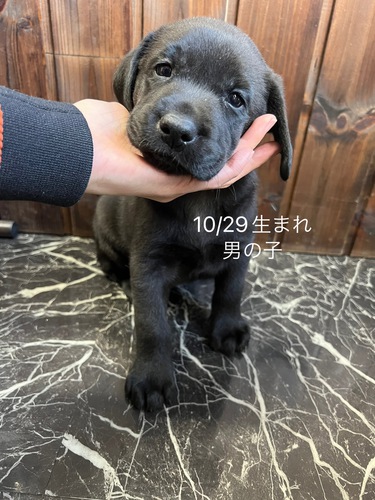 ラブラドール・レトリーバー 犬の販売・譲渡 6922 骨太、お顔の可愛い子です!