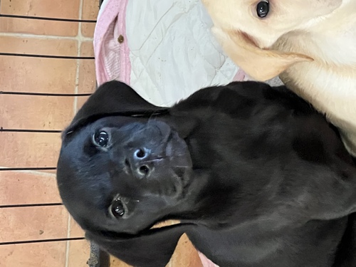 ラブラドール・レトリーバー 犬の販売・譲渡 6932 ありがとうございました