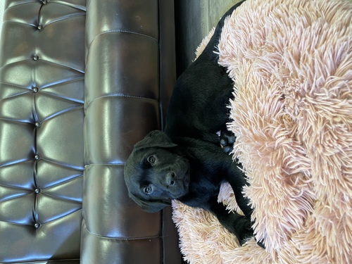 ラブラドール・レトリーバー 犬の販売・譲渡 6933 欠点なしの健康優良児!