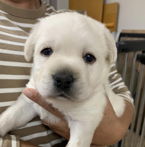 ラブラドール・レトリーバー 犬の販売・譲渡 6937 母は社会貢献活動に活躍!父はショーチャンピオン