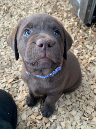 ラブラドール・レトリーバー 犬の販売・譲渡 6938 チョコパピー