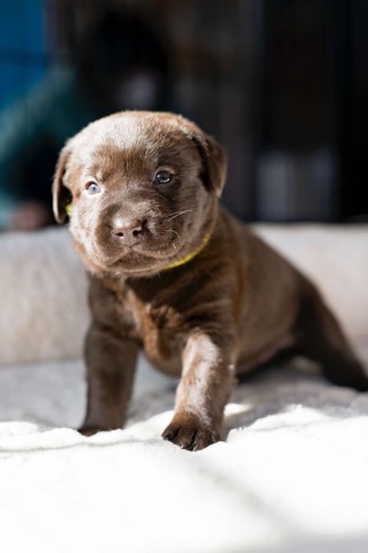 ラブラドール・レトリーバー 犬の販売・譲渡 6942 全てチョコです。