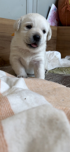 血統抜群。ラブラドールイエロー 犬の販売 6944