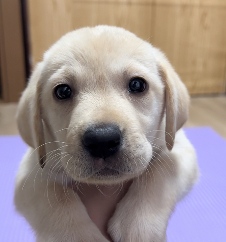 ラブラドール・レトリーバー 犬の販売・譲渡 6946 美人のイエローラブちゃん