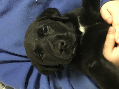 ラブラドール・レトリーバー 犬の販売・譲渡 6947 ごっつい男の子 ツキノワグマ(笑)