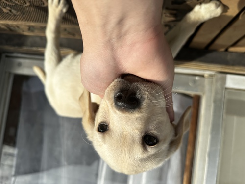ラブラドール・レトリーバー 犬の販売・譲渡 6952 3月までの限定価格!