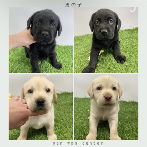 ラブラドール・レトリーバー 犬の販売・譲渡 6953 お問い合わせください