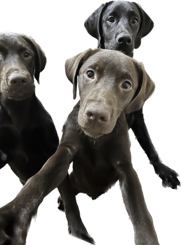 ラブラドール・レトリーバー 犬の販売・譲渡 6955 チョコ,ブラック,イエロー本年12月出産予定2月渡