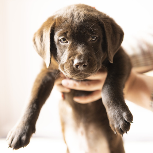 ラブラドール・レトリーバー 犬の販売・譲渡 6958 元気なチョコラブの男の子(ラスト1頭!)3月11日