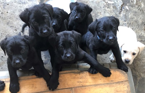 ラブラドール・レトリーバー 犬の販売・譲渡 6968 ラブラドールの子犬
