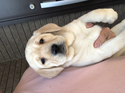 ラブラドール・レトリーバー 犬の販売・譲渡 6974 可愛いお顔のイエローラブちゃんです。