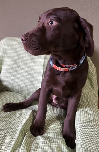 ラブラドール・レトリーバー 犬の販売・譲渡 6987 チョコ 訳アリ ワクチン2回、諸経費込