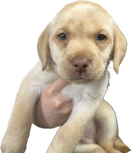 ラブラドール・レトリーバー 犬の販売・譲渡 6995 有料の飼い主様募集です。