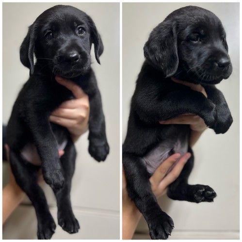 ラブラドール・レトリーバー 犬の販売・譲渡 7010 アデラ子犬