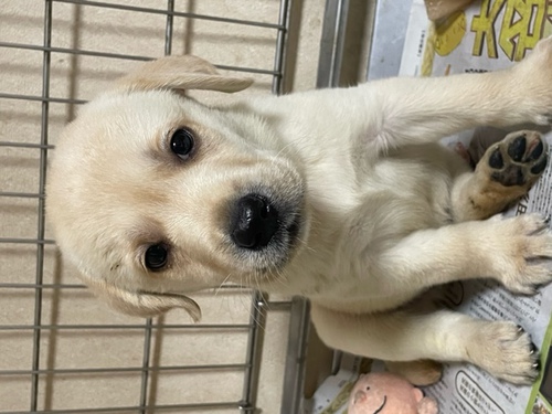ラブラドール・レトリーバー 犬の販売・譲渡 7012 ムチムチな可愛い子