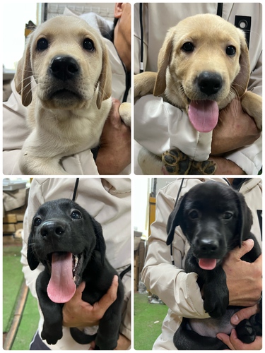 ラブラドール・レトリーバー 犬の販売・譲渡 7013 ラブラドールレトリバー子犬