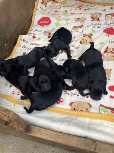 ラブラドール・レトリーバー 犬の販売・譲渡 7037 とってもかわいく元気で健康な赤ちゃんが生まれました