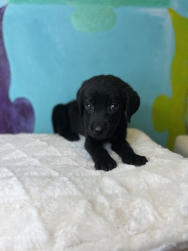 ラブラドール・レトリーバー 犬の販売・譲渡 7041 ペットローン月々3200円から