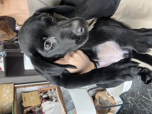 ラブラドール・レトリーバー 犬の販売・譲渡 7057 ワンワンセール中