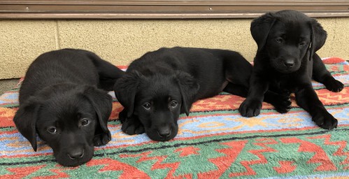 ラブラドール・レトリーバー 犬の販売・譲渡 7058 ラブラドール子犬・女の子