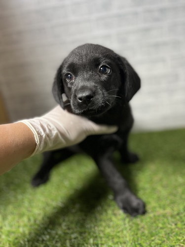 ラブラドール・レトリーバー 犬の販売・譲渡 7059 ペットローン月々3300円から