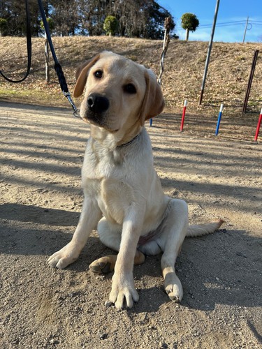 ラブラドール・レトリーバー 犬の販売・譲渡 7070 飼い主様決まりました